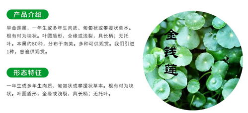 云南金線蓮苗種植與貴州中科農(nóng)經(jīng)生物技術(shù)推廣服務(wù)